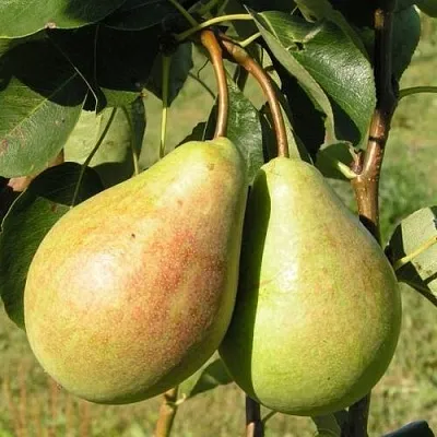Груша ДУХМЯНАЯ  Груша ДУХМЯНАЯ в Иваново