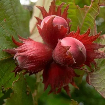 Фундук МОСКОВСКИЙ РУБИН в Иваново