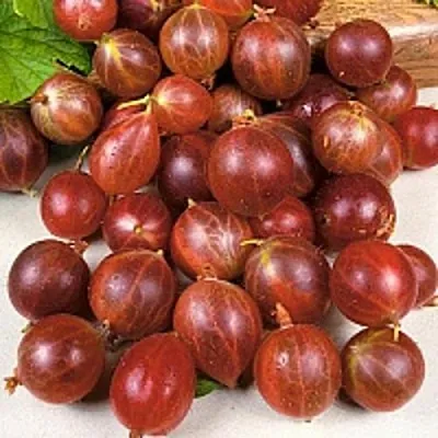 Крыжовник ОЛАВИ (ХИННОНМАЕН ПУНАЙНЕН)  Крыжовник ОЛАВИ (ХИННОНМАЕН ПУНАЙНЕН) в Иваново