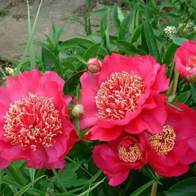 Пион БАРРИНГТОН БЕЛЬ травянистый  Пион БАРРИНГТОН БЕЛЬ травянистый в Иваново