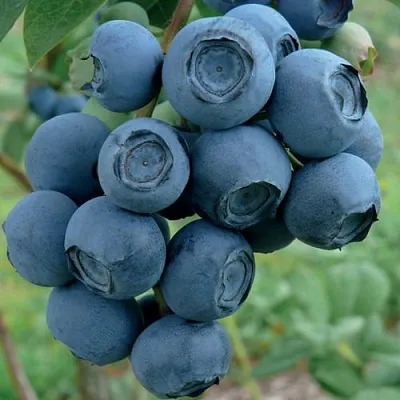 Голубика РУБЕЛ в Иваново