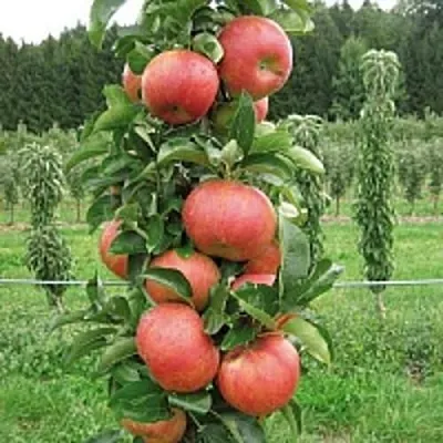 Яблоня ЯНТАРНОЕ ОЖЕРЕЛЬЕ колонновидная  Яблоня ЯНТАРНОЕ ОЖЕРЕЛЬЕ колонновидная в Иваново