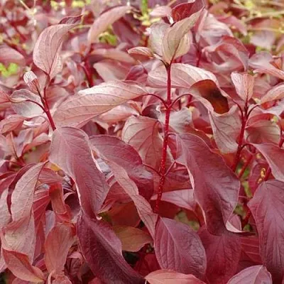 Дерен КРАСНЫЙ  Дерен КРАСНЫЙ в Иваново