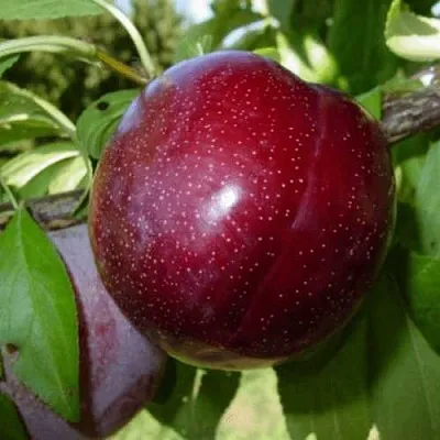 ШАРАФУГА  ШАРАФУГА в Иваново