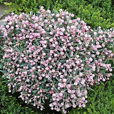 Андромеда БЛЮ АЙС многолистная  Андромеда БЛЮ АЙС многолистная в Иваново