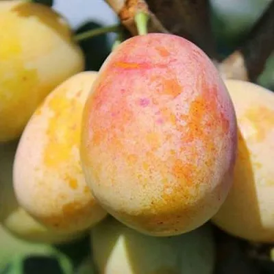 АПРИМИРА  АПРИМИРА в Иваново