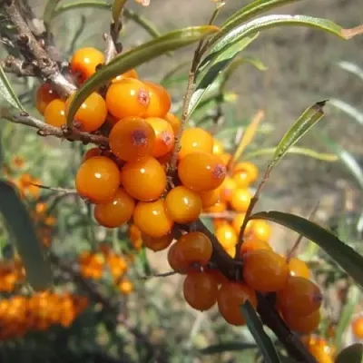 Облепиха СУДАРУШКА  Облепиха СУДАРУШКА в Иваново