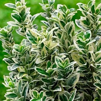 Бересклет в Иваново