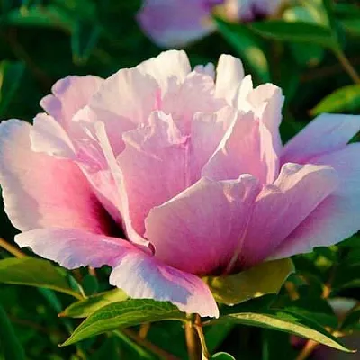 Пион ВРАТА ХРАМА древовидный   Пион ВРАТА ХРАМА древовидный  в Иваново