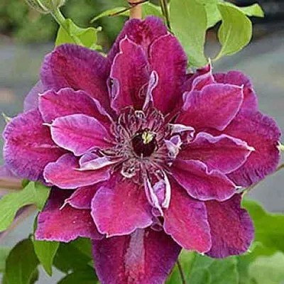 Клематис МАЙ БЬЮТИ  Клематис МАЙ БЬЮТИ в Иваново