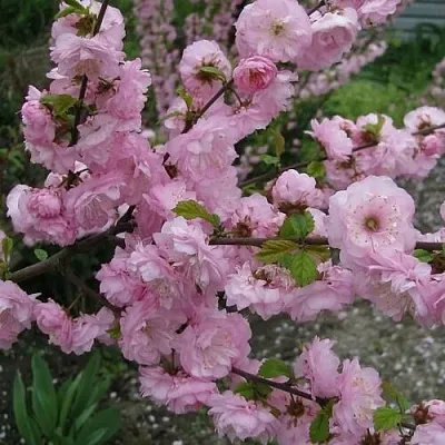 Миндаль ТРЁХЛОПАСТНЫЙ (луизеания) в Иваново