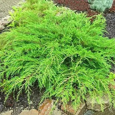 Микробиота ЯКОБСЕН перекрестнопарная  Микробиота ЯКОБСЕН перекрестнопарная в Иваново