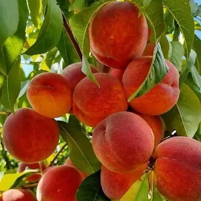 Персик ПОСОЛ МИРА в Иваново