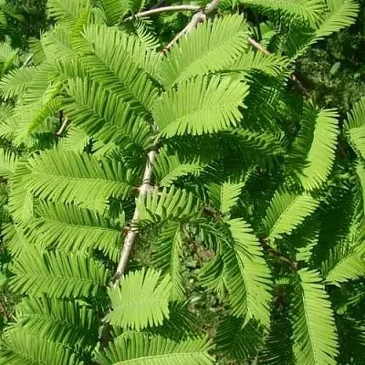 Метасеквойя  ГЛИПТОСТРОБОИДНАЯ   Метасеквойя  ГЛИПТОСТРОБОИДНАЯ  в Иваново