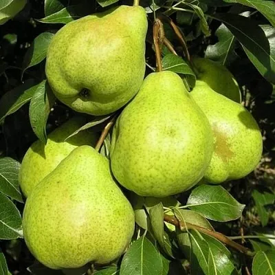 Груша АВГУСТОВСКАЯ РОСА  Груша АВГУСТОВСКАЯ РОСА в Иваново