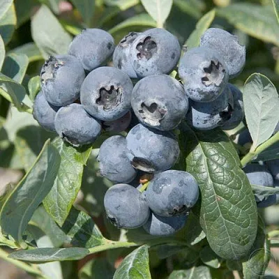 Голубика БРИГИТТА в Иваново