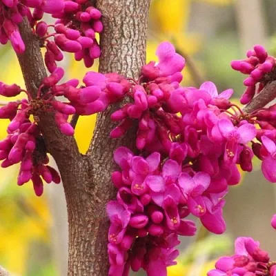 Церцис в Иваново