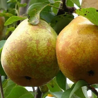 Груша БЕЛОРУСКА  Груша БЕЛОРУСКА в Иваново