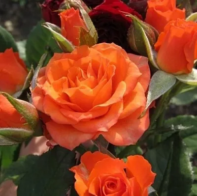 Саженцы роз АЛЕГРИЯ спрей  Саженцы роз АЛЕГРИЯ спрей в Иваново