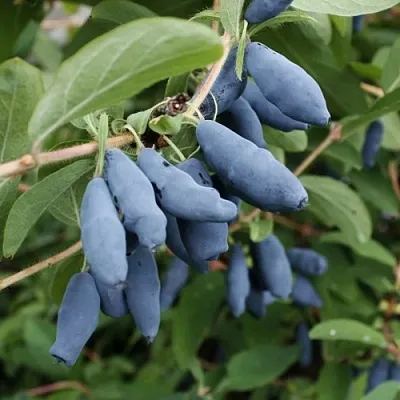 Жимолость съедобная ТОМИ японская в Иваново