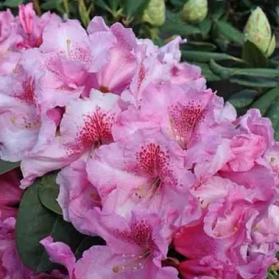 Рододендрон КЛАУДИУС  Рододендрон КЛАУДИУС в Иваново