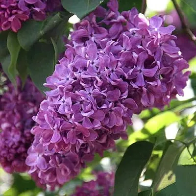 Сирень КАПИТАН ГАСТЕЛЛО  Сирень КАПИТАН ГАСТЕЛЛО в Иваново