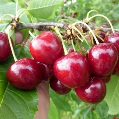 Вишня КОЛОННОВИДНАЯ  Вишня КОЛОННОВИДНАЯ в Иваново