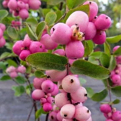 Снежноягодник ФИЕСТА БЕРРИ доренбоза  Снежноягодник ФИЕСТА БЕРРИ доренбоза в Иваново