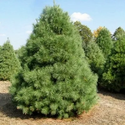 Сосна ВЕЙМУТОВА  Сосна ВЕЙМУТОВА в Иваново