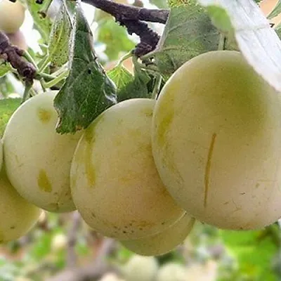 Слива УТРО  Слива УТРО в Иваново