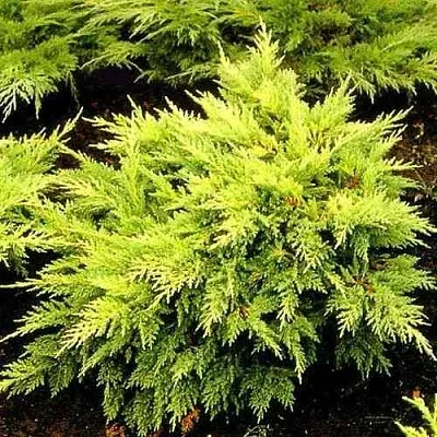 Можжевельник МОРДИГАН ГОЛД средний  Можжевельник МОРДИГАН ГОЛД средний в Иваново