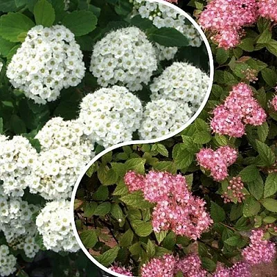 Комплект ТАЛАНТЛИВЫЙ САДОВОД в Иваново