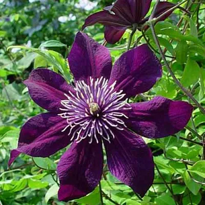 Клематис ПАНТЕР  Клематис ПАНТЕР в Иваново
