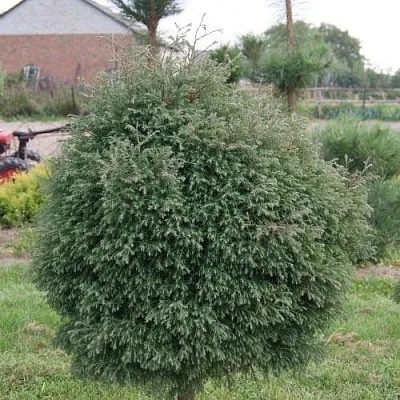 Туя вересковидная  Туя вересковидная в Иваново