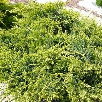 Можжевельник ГОЛД СТАР средний  Можжевельник ГОЛД СТАР средний в Иваново