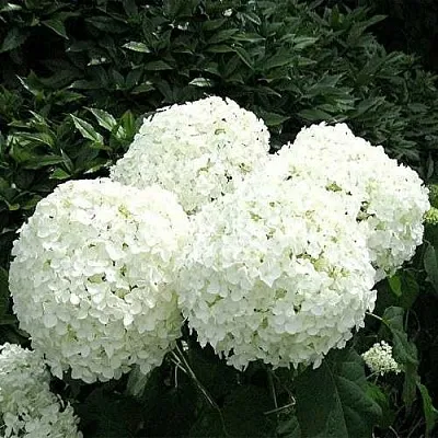 Гортензия АННАБЕЛЬ древовидная  Гортензия АННАБЕЛЬ древовидная в Иваново