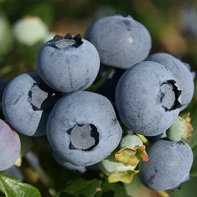 Высокорослые сорта  в Иваново