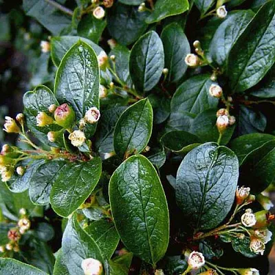 Кизильник в Иваново