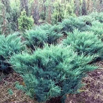 Можжевельник БЛЮ ДАНУБ казацкий  Можжевельник БЛЮ ДАНУБ казацкий в Иваново