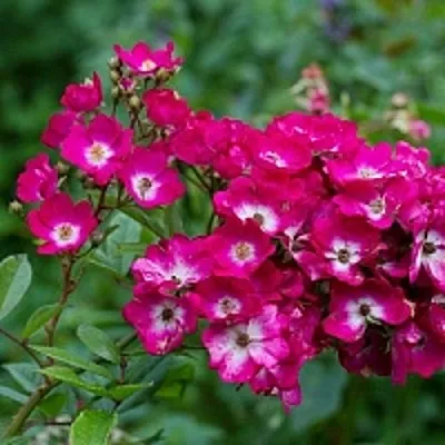 Саженцы роз МАРДЖОРИ ФЕЙР полиантовая в Иваново