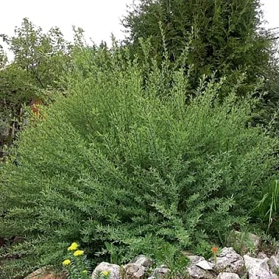 Ива НАНА  пурпурная  в Иваново