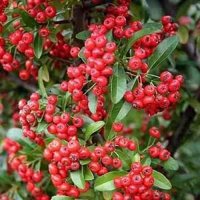 Пираканта РЕД КУИШОН  Пираканта РЕД КУИШОН в Иваново