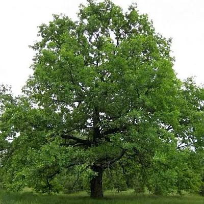 Дуб черешчатый  в Иваново