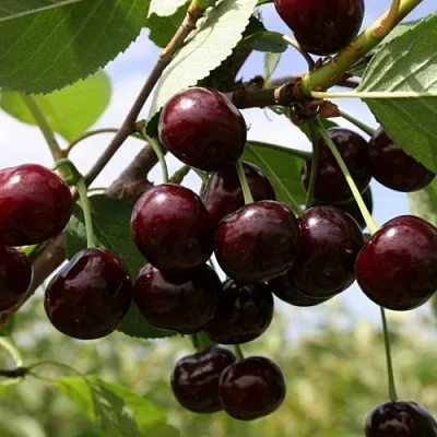 Вишня СВЕРДЛОВЧАНКА степная  Вишня СВЕРДЛОВЧАНКА степная в Иваново