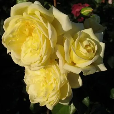 Саженцы роз КАЗИНО плетистая  Саженцы роз КАЗИНО плетистая в Иваново