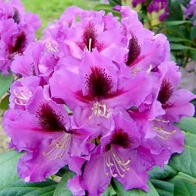 Рододендрон РАСПУТИН  Рододендрон РАСПУТИН в Иваново