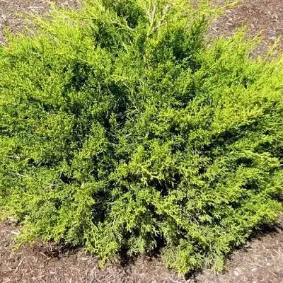 Можжевельник ИЗАБЕЛИН китайский  Можжевельник ИЗАБЕЛИН китайский в Иваново