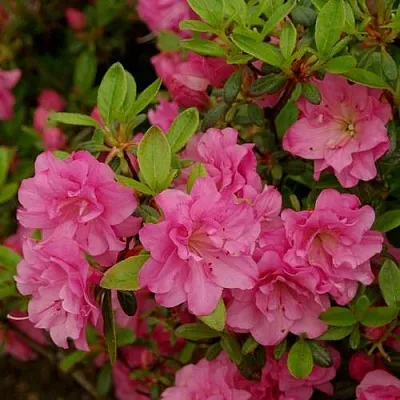 Азалия РОЗИНЕТТА японская  Азалия РОЗИНЕТТА японская в Иваново