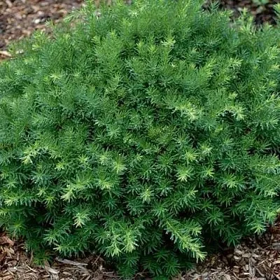 Тис ХИКСИ средний  Тис ХИКСИ средний в Иваново