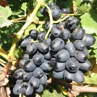 Виноград КИШМИШ АТТИКА  Виноград КИШМИШ АТТИКА в Иваново